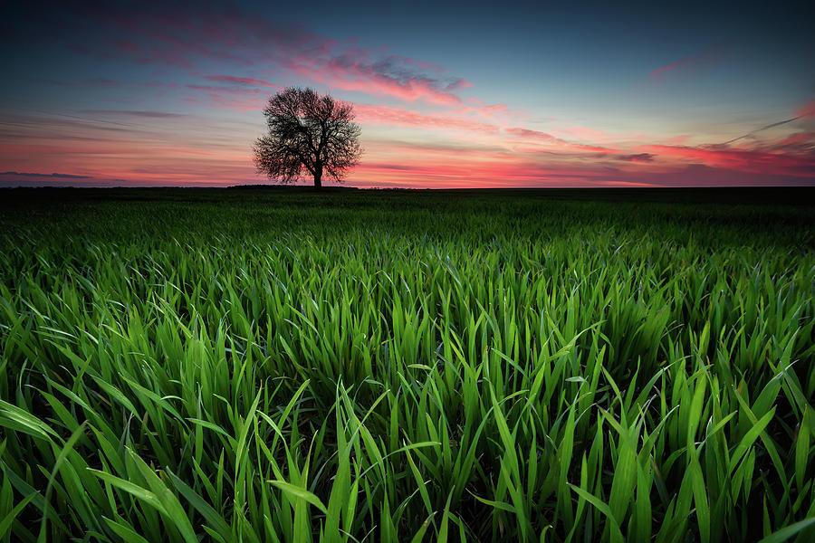 Alone In The Field Photograph