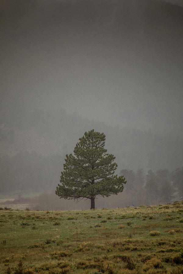 Alone in the Mist Photograph by Teresa Wilson
