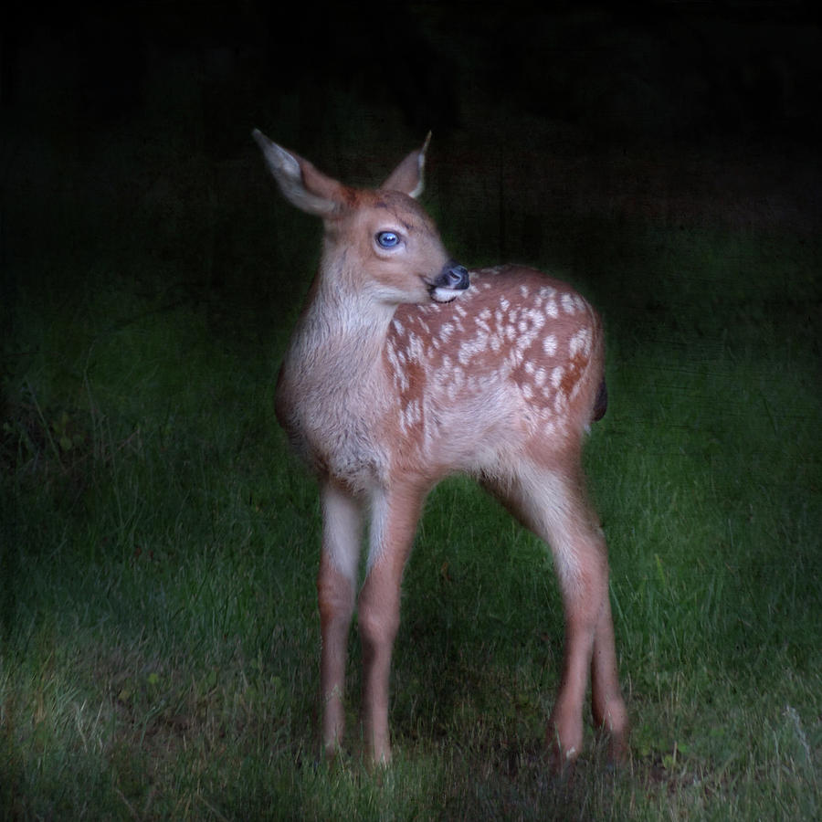Deer Photograph - Alone in the Night by Sally Banfill