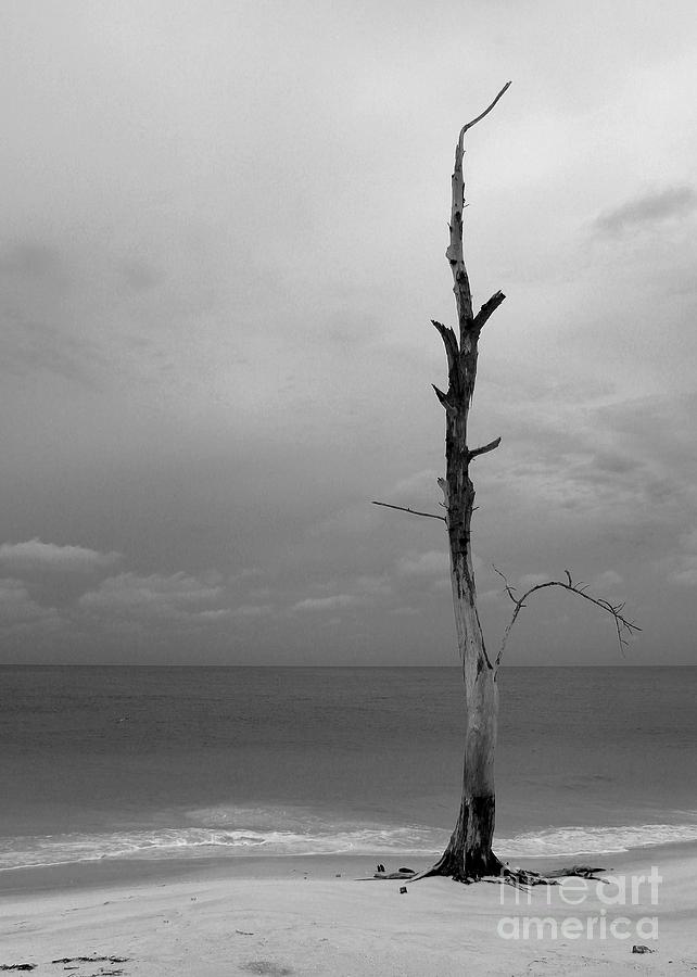 Alone on the Beach Photograph by Robert Wilder Jr