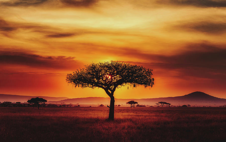 Alone On The Serengeti Photograph by Mountain Dreams - Fine Art America