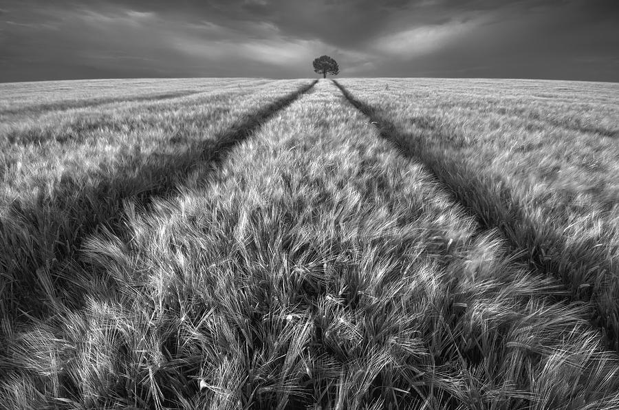 Black And White Photograph - Alone by Piotr Krol (bax)