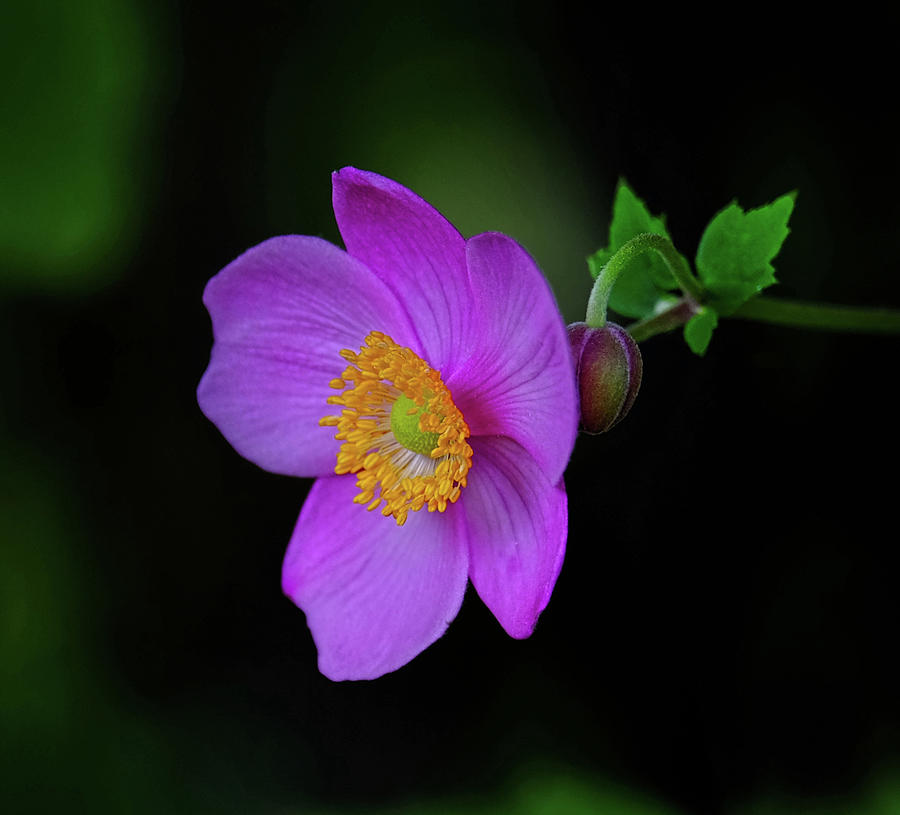 Anenome purple Photograph by Ronda Ryan