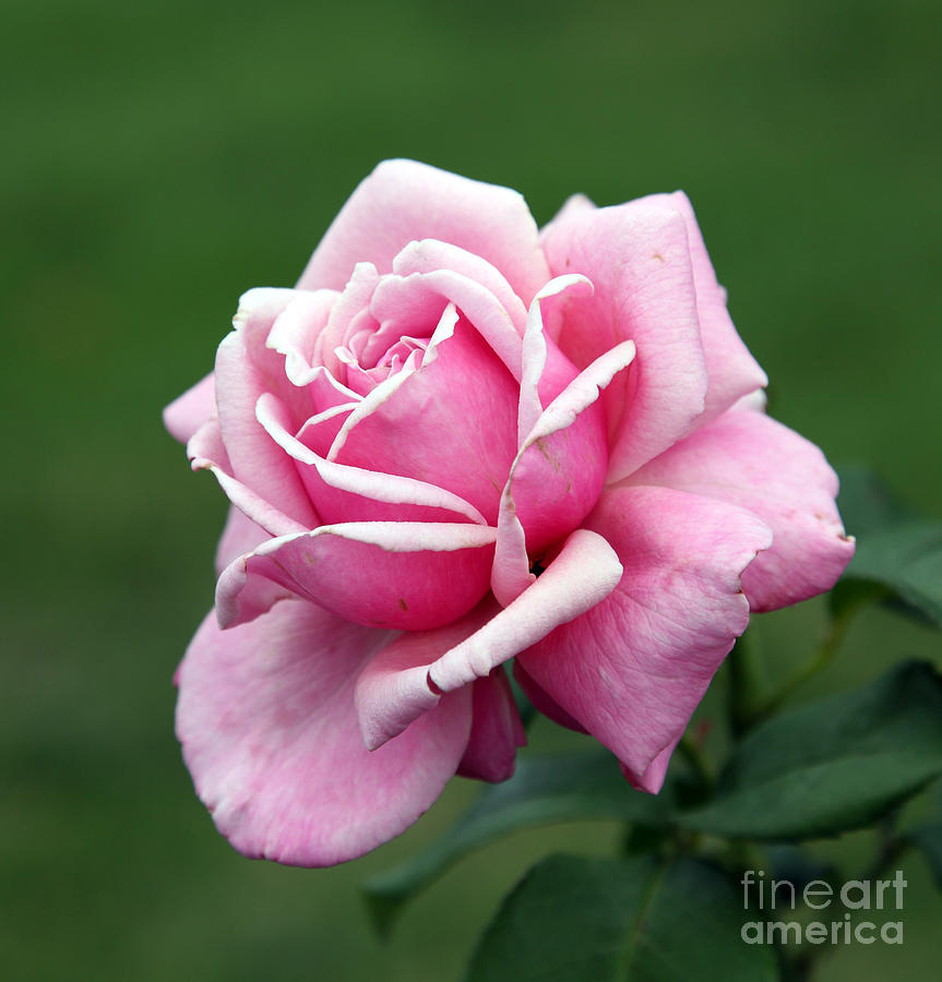 Rose Photograph - Alone Time by Amanda Barcon Rose Photograph - Alone Time by Amanda Barcon