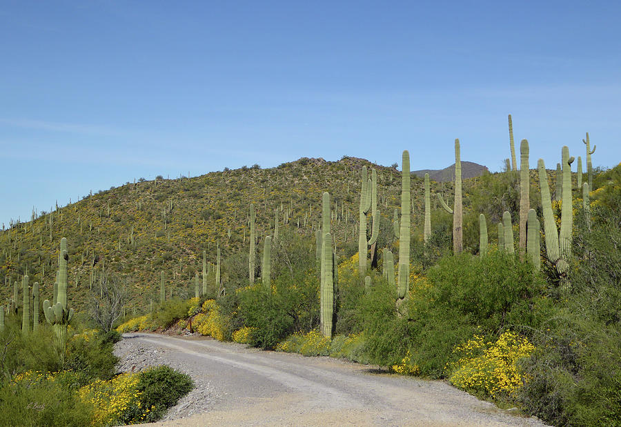 Along an Arizona Backroad Photograph by Gordon Beck