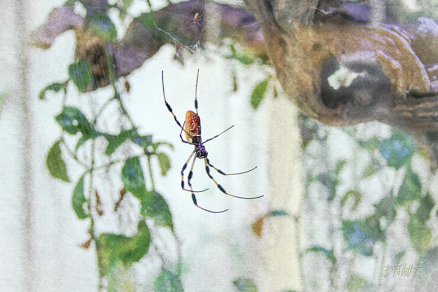 Along Came a Spider Photograph by Bonnie Follett