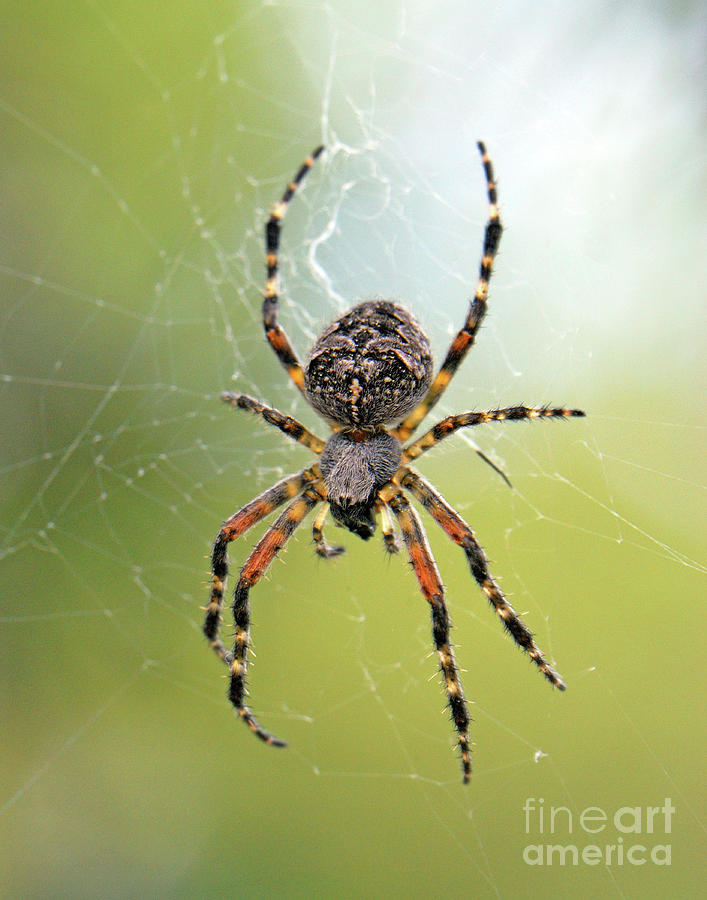 Spider Photograph - Along Came A Spider by Brad Christensen