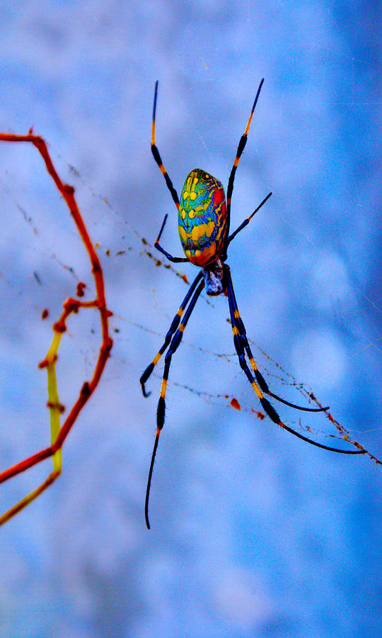 Along cme the spider Photograph by Tim Ernst