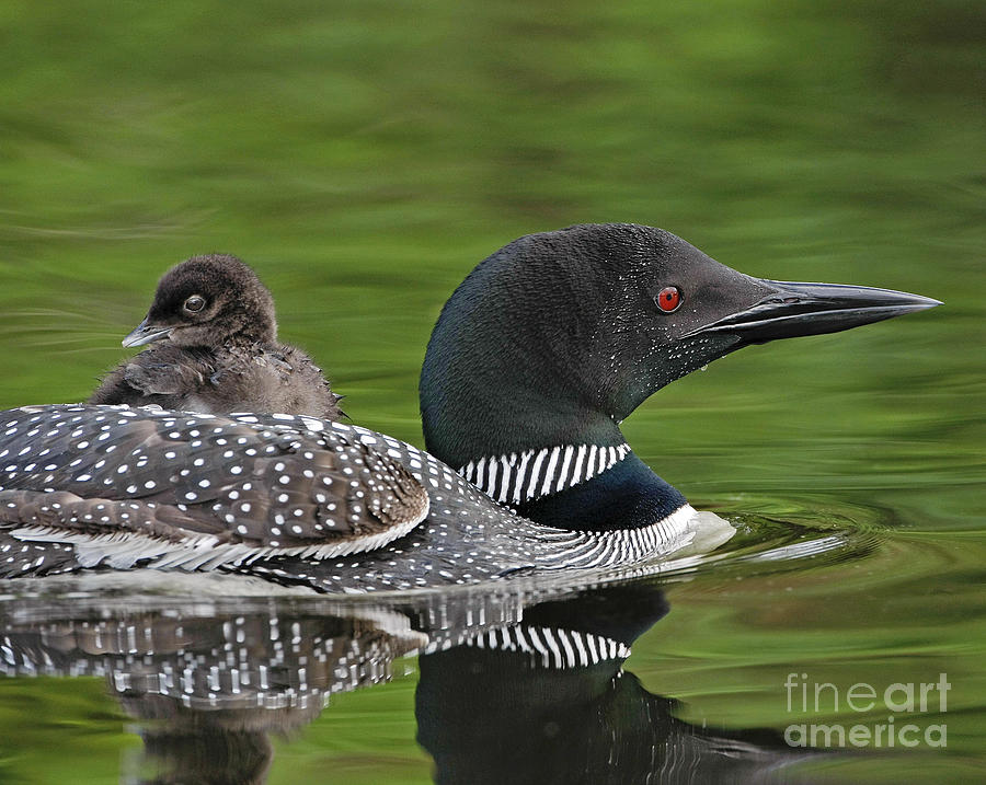 Loon Photograph - Along for the Ride by Dale Erickson