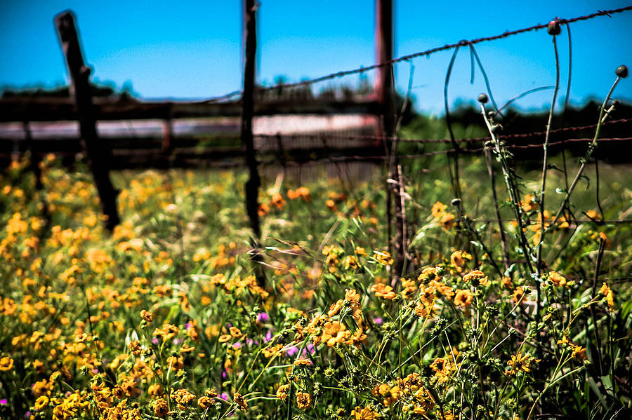 Along the Fence Photograph by Artsy Gypsy