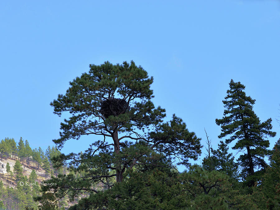 Along the Missouri an Eagles Nest in Pine Tree Photograph by Kae Cheatham