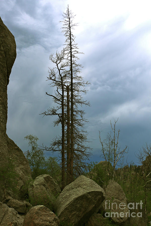 Along the Needles Highway Photograph by Christiane Schulze Art And Photography
