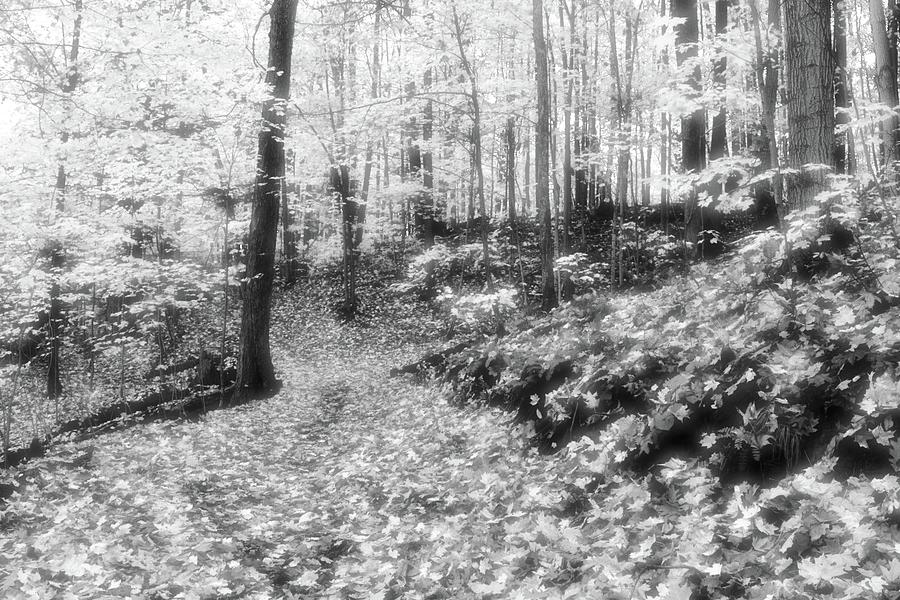 Along The Path BW  Photograph by Lyle Crump
