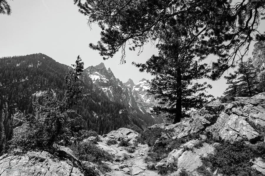 Along the Trail, Grand Tetons Photograph by Aashish Vaidya