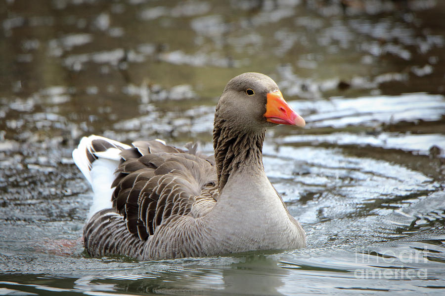 Aloof Photograph by John Wijsman - Fine Art America