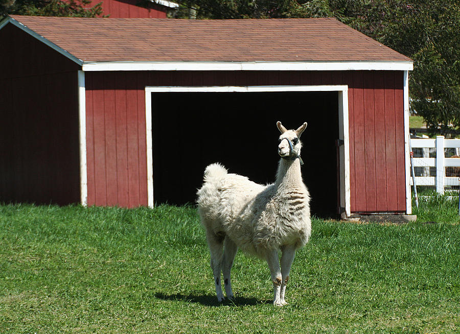 Alpaca and Red Shed Photograph by William Selander