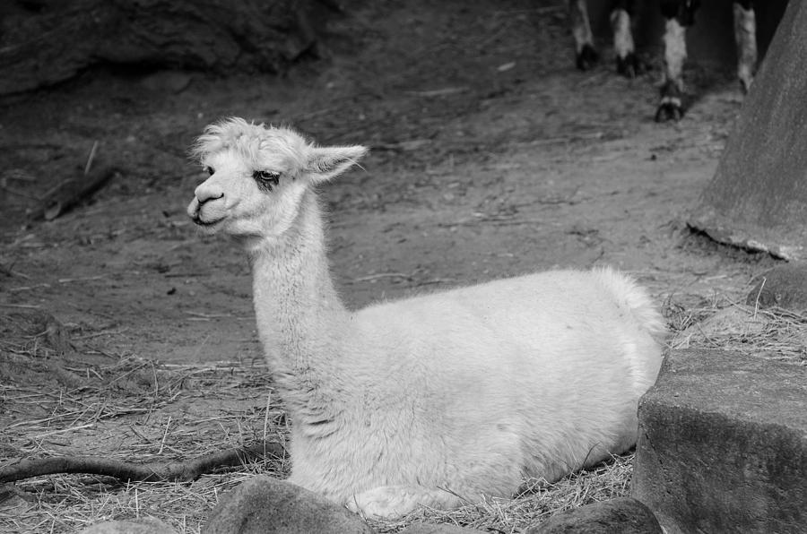 Alpaca - Black and White Photograph by Susan McMenamin