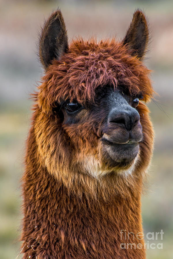 Alpaca Close-up on Utah Farm Photograph by Gary Whitton