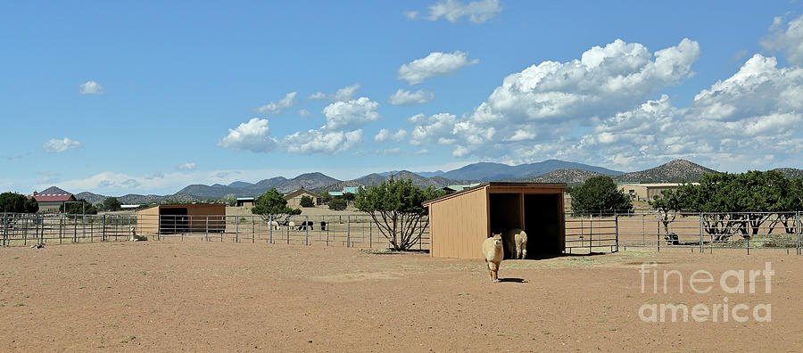 Alpaca Corral Photograph