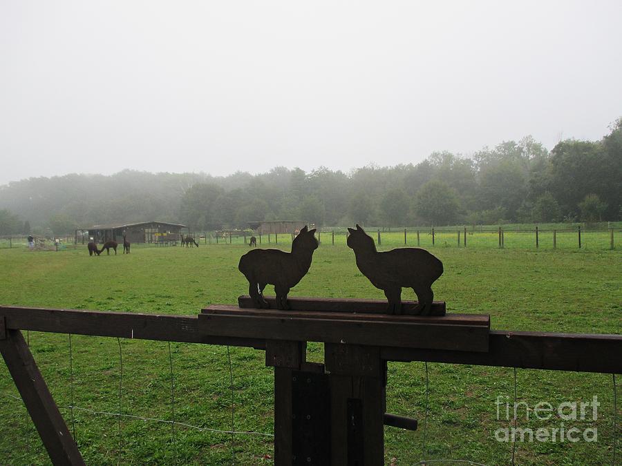 Alpaca Farm in Vockerode Photograph by Chani Demuijlder