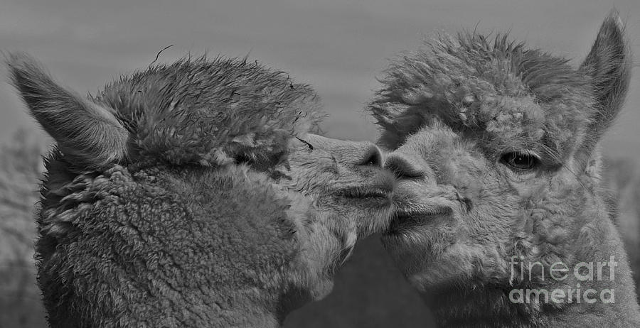 Alpaca Friends Photograph by Robert Pilkington