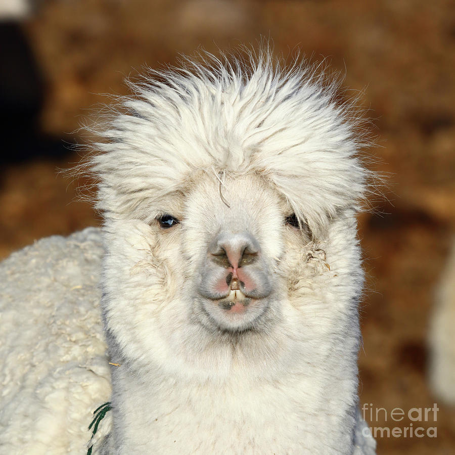 Alpaca Hair Fashion Photograph by James Brunker