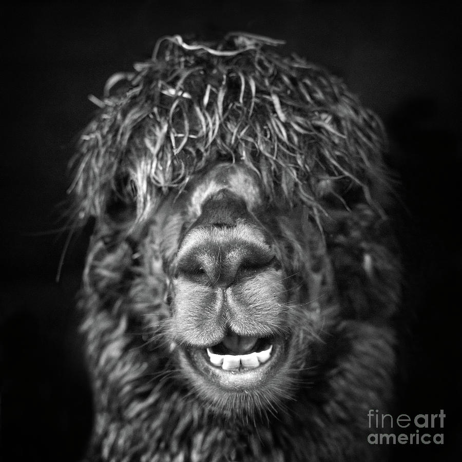 Alpaca. Happy Dayz Mixed Media by Linsey Williams