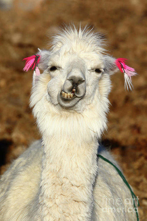 Llama Humor Photograph by James Brunker