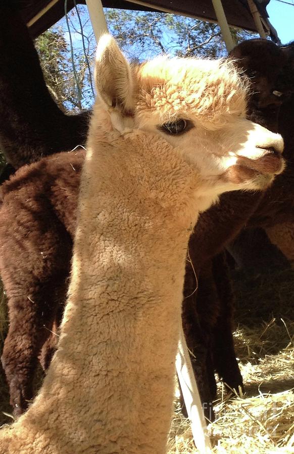 Alpaca in Sunlight Photograph by By Divine Light