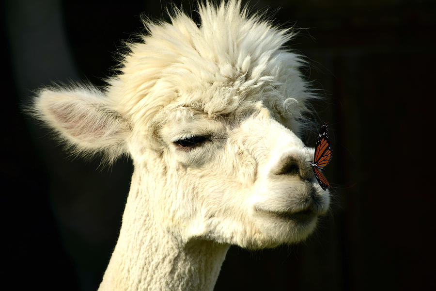Alpaca Meets Butterfly Photograph by Ally White