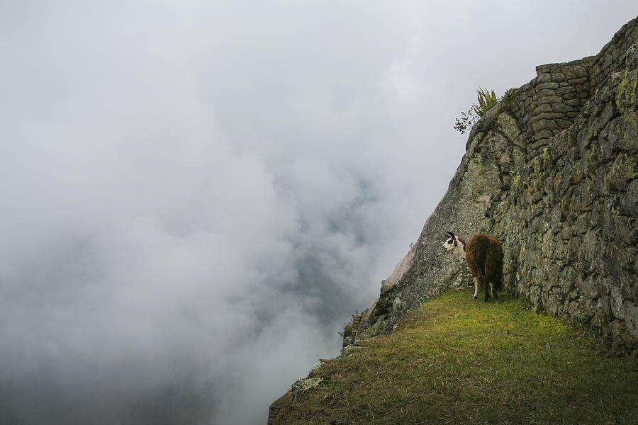 Alpaca on the Edge by Jed Holtzman Alpaca on the Edge by Jed Holtzman