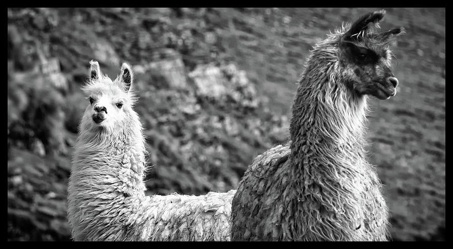 Alpaca portrait Photograph by Dirk Ercken