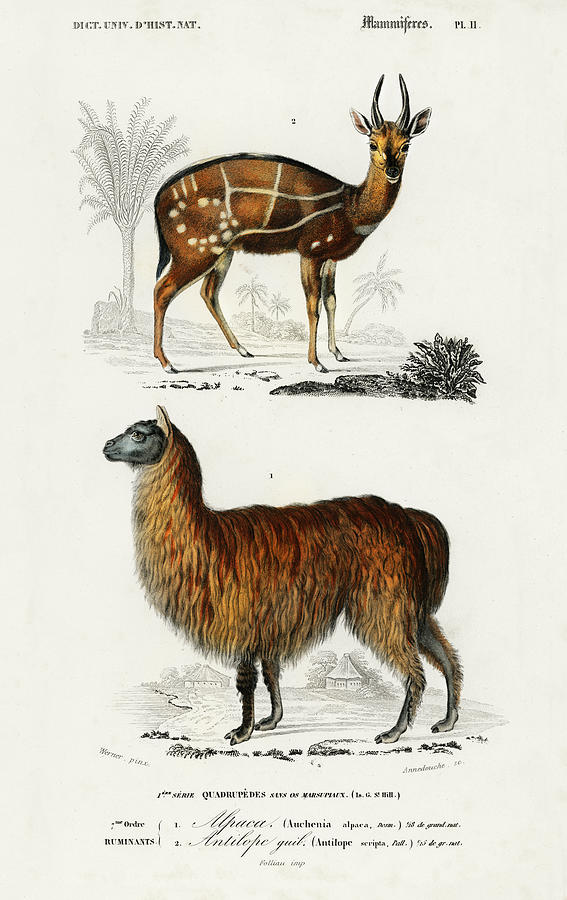 Alpaca Vicugna Pacos and Antilope guib Painting by Vincent Monozlay