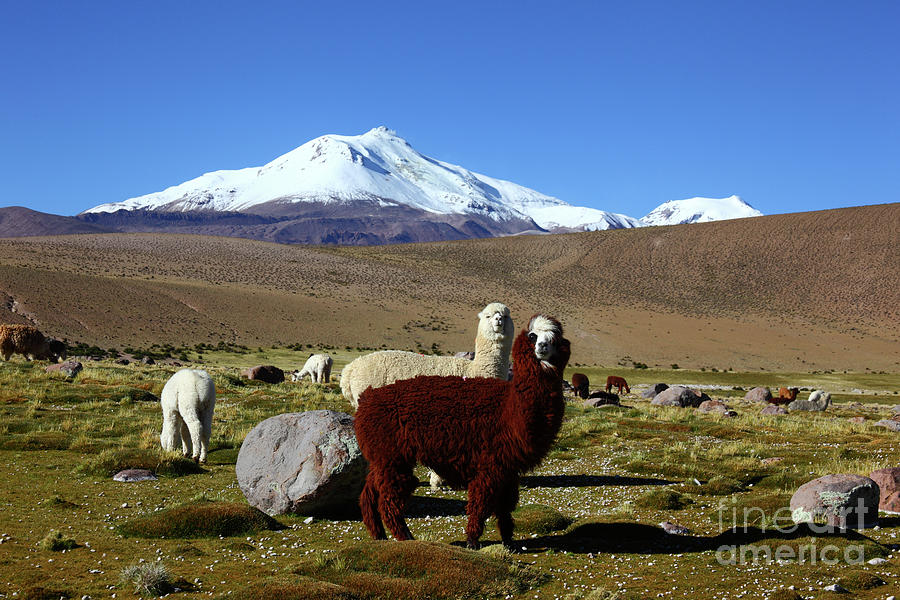 Alpacas and Guallatiri Volcano Chile Photograph by James Brunker