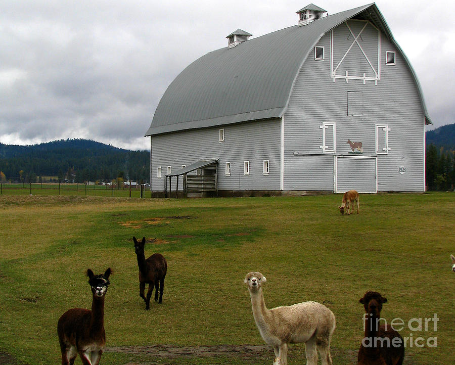 Alpacas Photograph by Greg Patzer