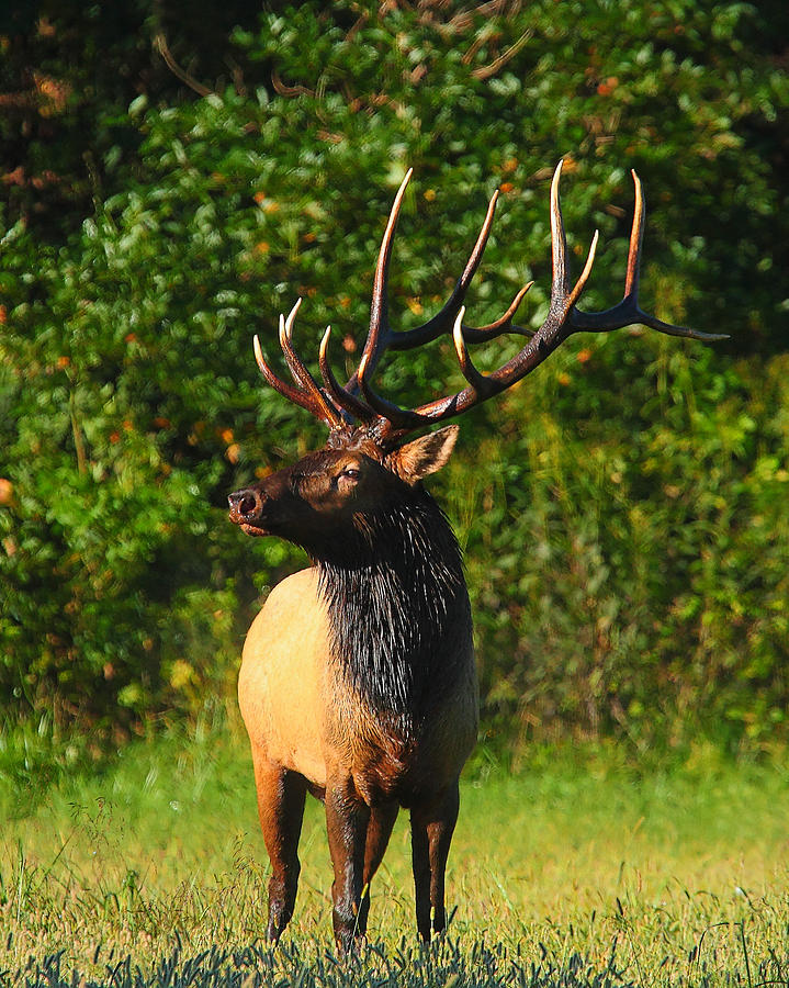 Alpha Bull Elk in Boxley Valley Photograph by Michael Dougherty