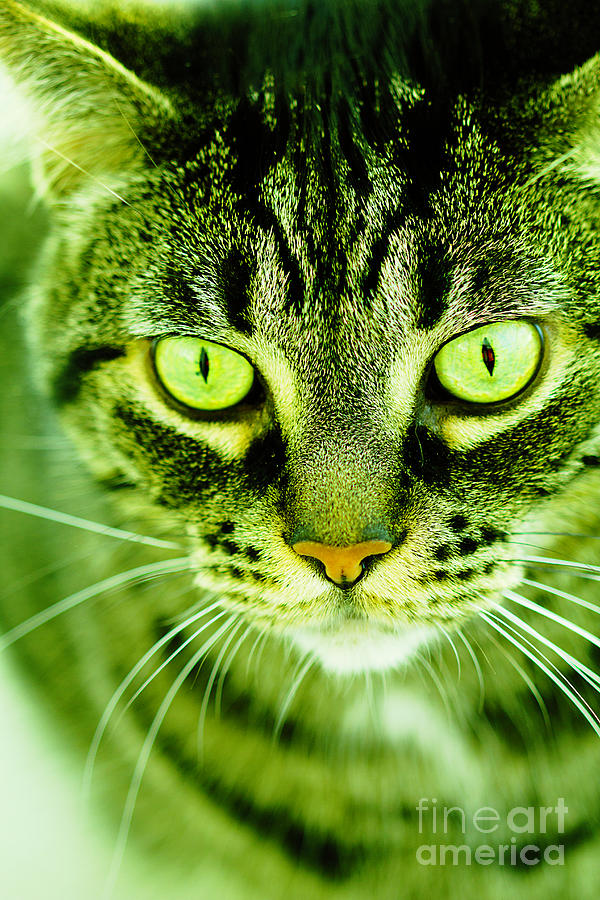 Alpha Centauri Tabby Cat Photograph by Donna L Munro