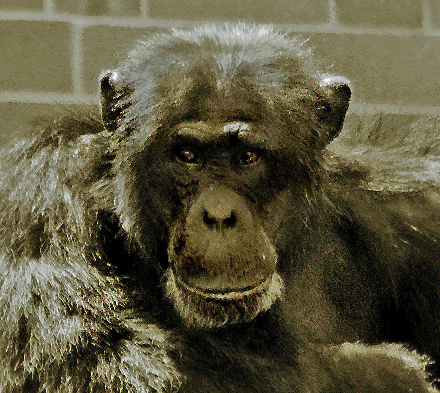 Animal Photograph - Alpha Chimp  by Miroslava Jurcik