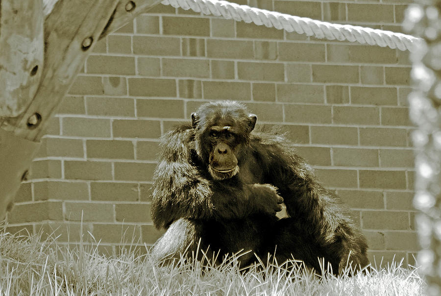 Animal Photograph - Alpha Chimp Watching Over by Miroslava Jurcik