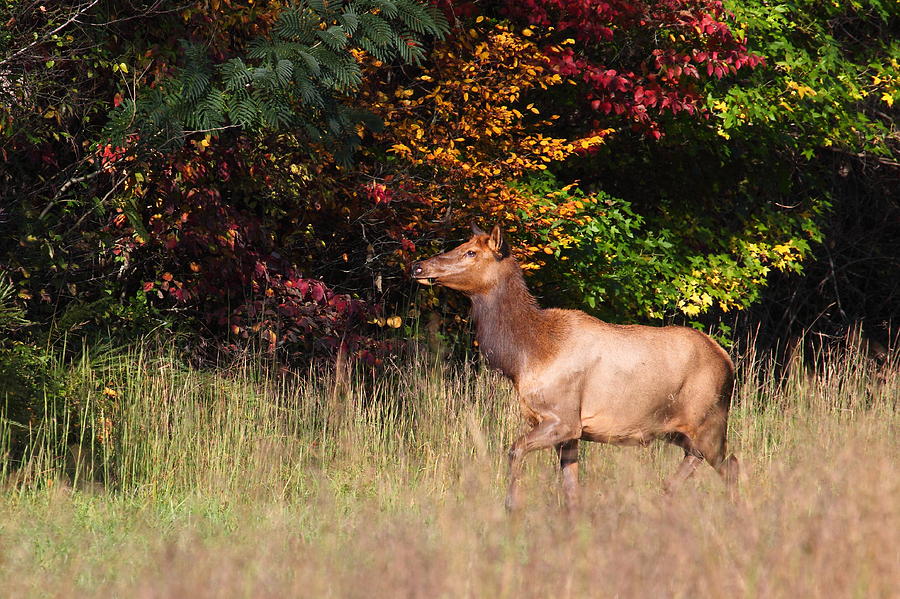 Alpha Cow Elk in Fall Color Photograph by Michael Dougherty