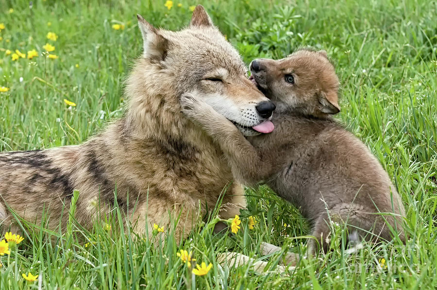Alpha Female Wolf and Pup Photograph by Tibor Vari