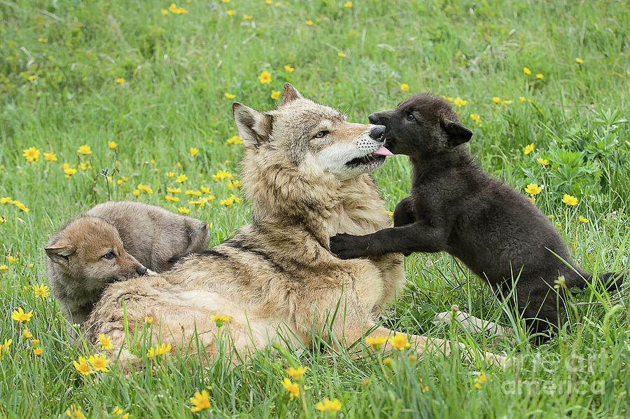Alpha Female Wolf with Pups Photograph by Tibor Vari
