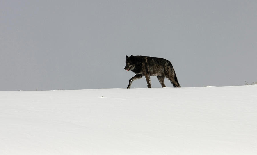 Alpha Male Wolf Photograph by Ronnie And Frances Howard