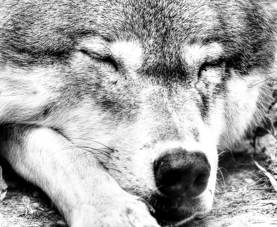 Nature Photograph - Alpha Wolf At Peace by Paul W Sharpe Aka Wizard of Wonders