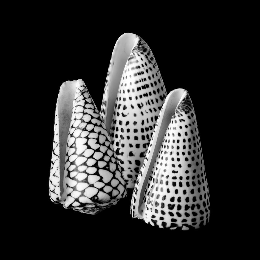 Black And White Photograph - Alphabet Cone shells Conus Spurius by Jim Hughes