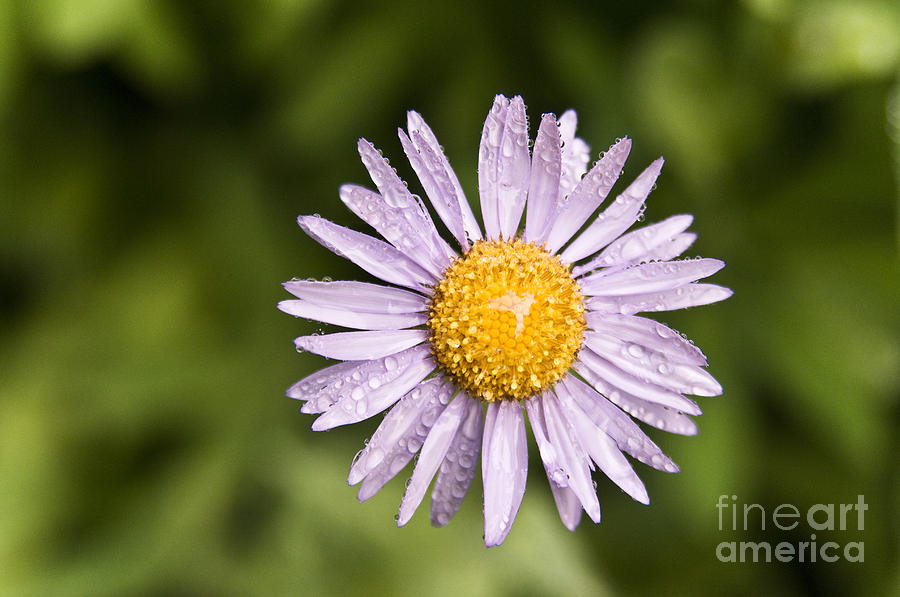 Alpine Aster Photograph by Greg Vaughn - Printscapes