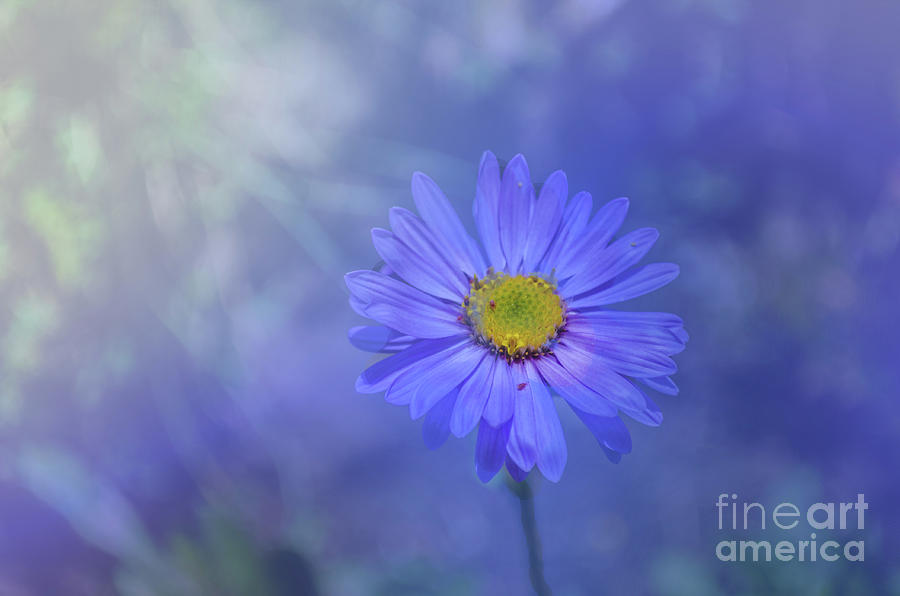 Alpine Aster With Overlay Photograph by Michelle Meenawong