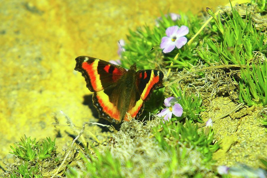 Alpine Butterfly Photograph