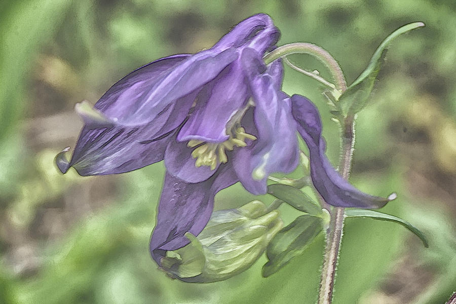 Alpine Columbine Flower- Coloring Book Effect Photograph by Constantine Gregory