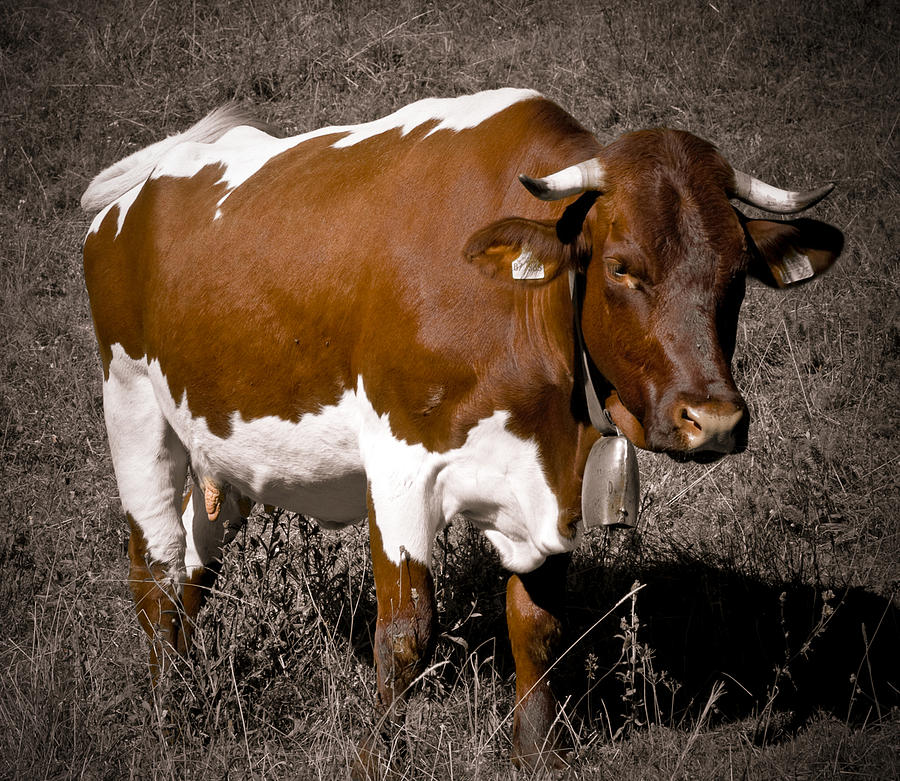 Cow Photograph - Alpine Cow by Frank Tschakert